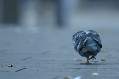 Jonas Brinker 
in Kollaboration 
mit Cas Hieltjes - Black Box (Siegener Audiowalks)