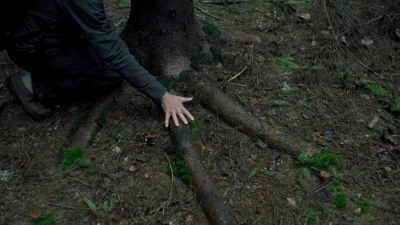 Rob 
Crosse - Wood for the Trees,
Old Growth,
Clear as a Bell (Screening)