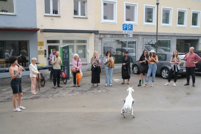 Tintin 
Patrone - Ziegen-
wanderung (Performance)