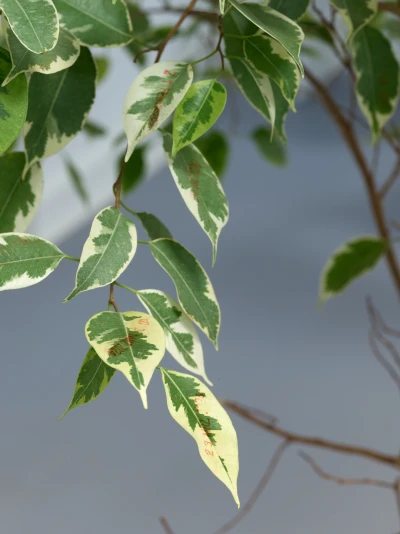 Simon Hönicke, Lohnarbeit, 
Ficus Benjamina (Blätter gestempelt),
60x198x60 cm, 2023